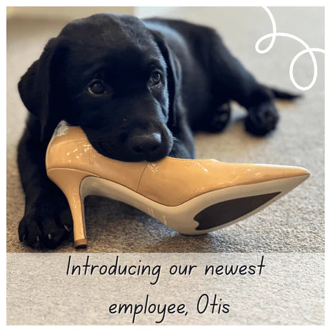Meet Otis: Patty's New Puppy!